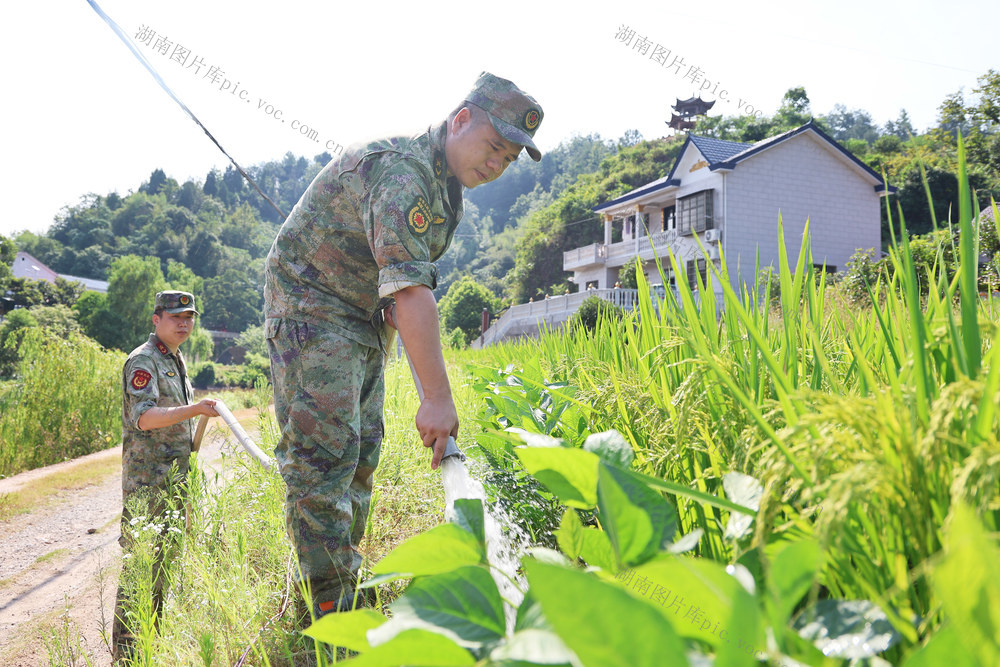 抗旱 输水 保田 水稻