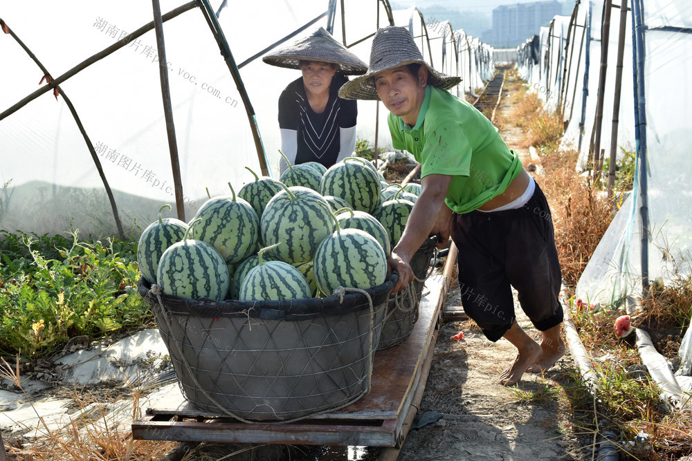 采摘西瓜 供应市场