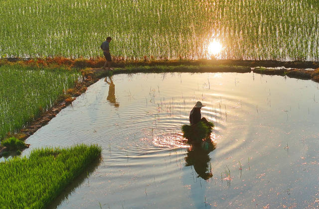 晚稻 插秧 双抢 农忙