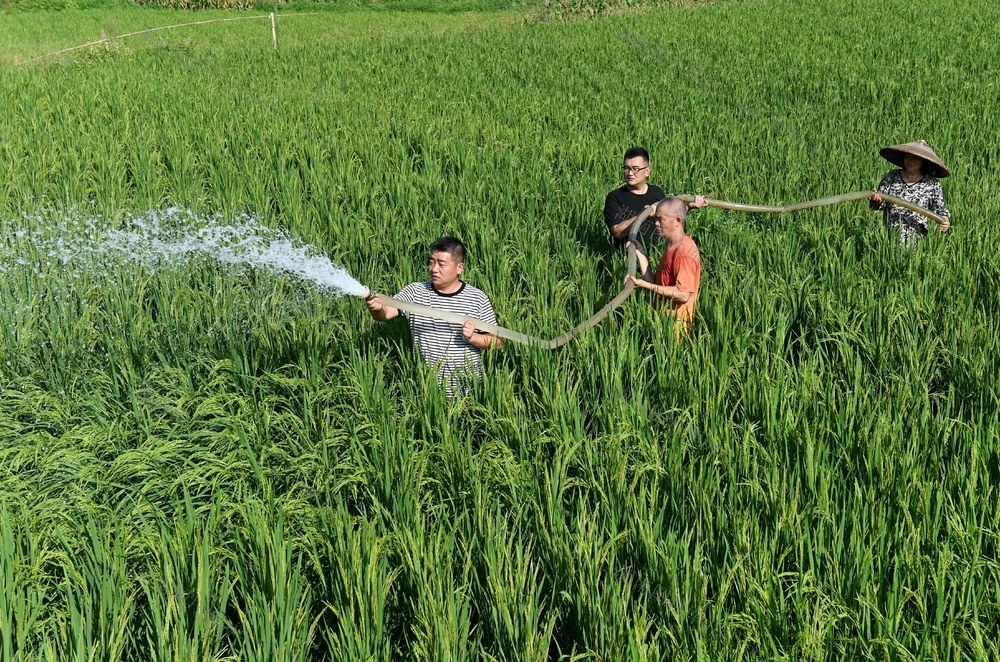 抗旱，农田，灌溉，高温少雨，农作物，水源，抽水，水库，方塘  党员 志愿者 村民 农业  水稻