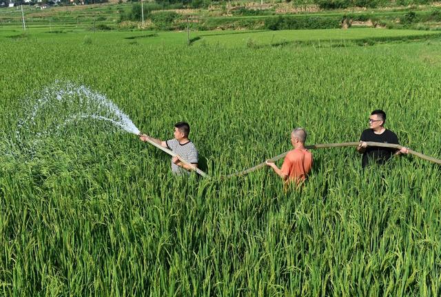 抗旱，农田，灌溉，高温少雨，农作物，水源，抽水，水库，方塘  党员 志愿者 村民 农业  水稻