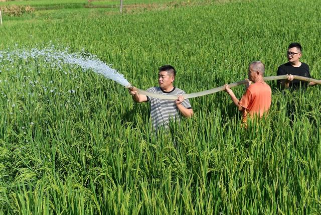 抗旱，农田，灌溉，高温少雨，农作物，水源，抽水，水库，方塘  党员 志愿者 村民 农业  水稻