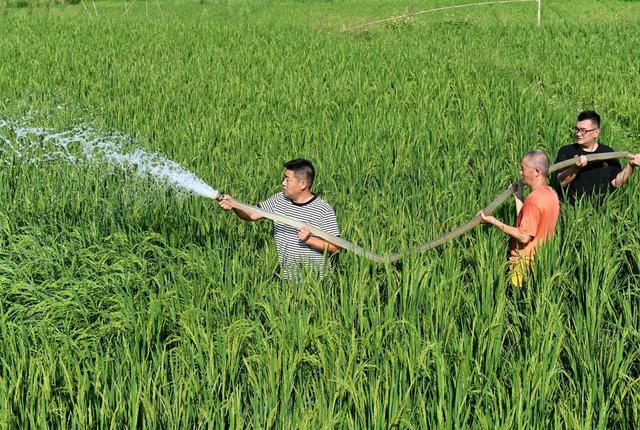 抗旱，农田，灌溉，高温少雨，农作物，水源，抽水，水库，方塘  党员 志愿者 村民 农业  水稻