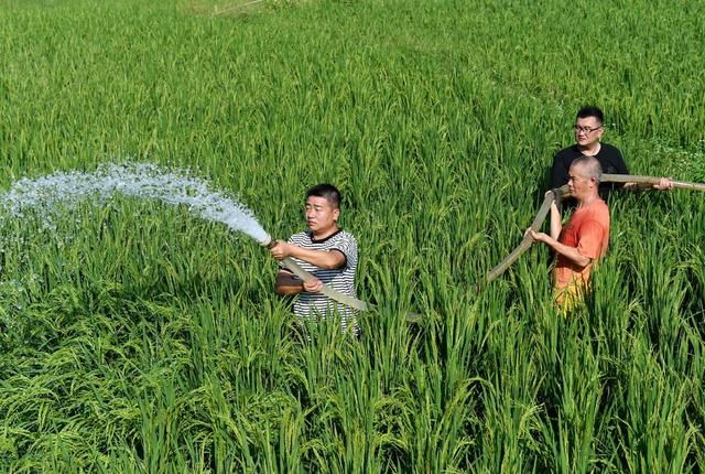 抗旱，农田，灌溉，高温少雨，农作物，水源，抽水，水库，方塘  党员 志愿者 村民 农业  水稻