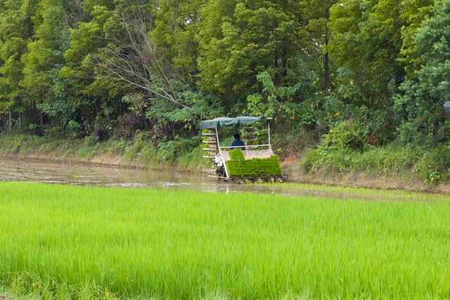 湖南娄底 晚稻 插秧 “双抢”