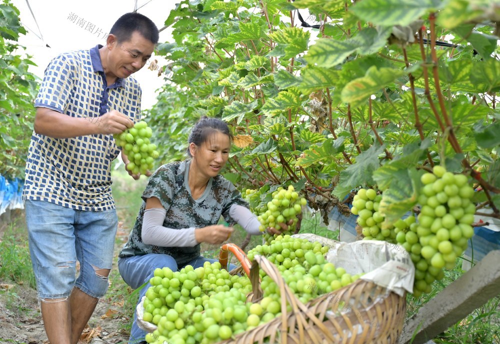 葡萄产业 助农“甜蜜增收”