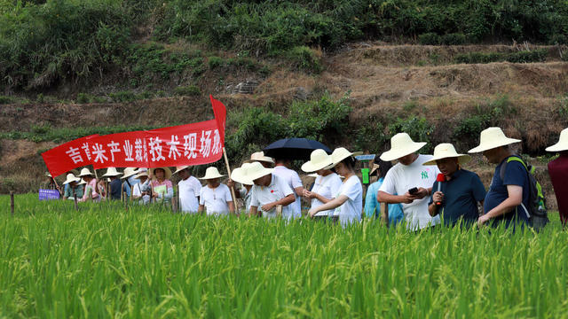 农技 粮食  无人机   产业    绿色