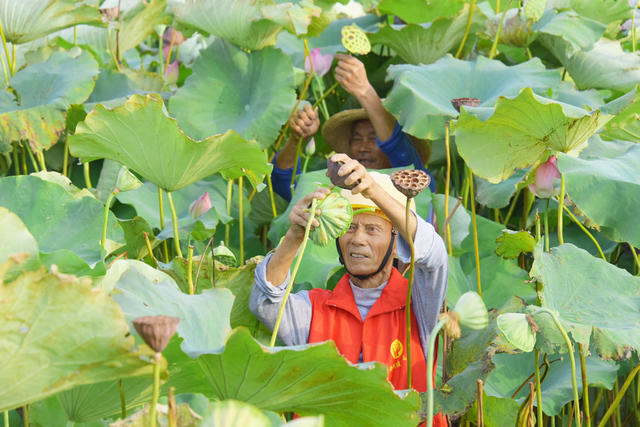 低洼水田  种植业  湘莲  田园风景  乡村振兴   农民增收 