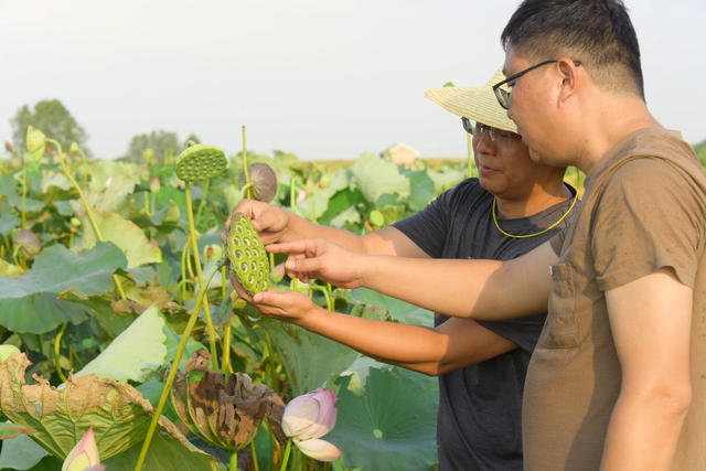 低洼水田  种植业  湘莲  田园风景  乡村振兴   农民增收 