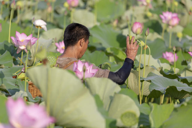 荷塘 莲蓬采摘