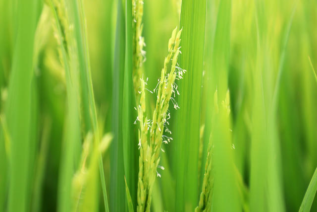 中稻  抽穗  扬花  稻田