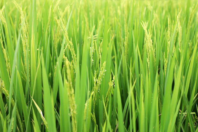 中稻  抽穗  扬花  稻田