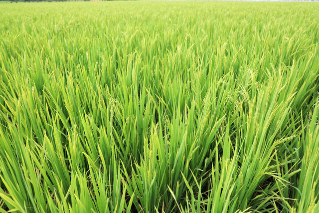 中稻  抽穗  扬花  稻田