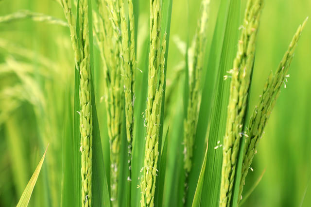 中稻  抽穗  扬花  稻田