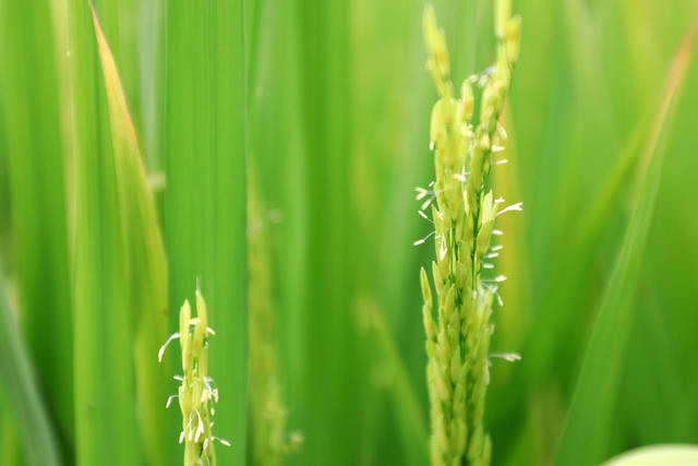 中稻  抽穗  扬花  稻田