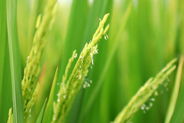 中稻  抽穗  扬花  稻田