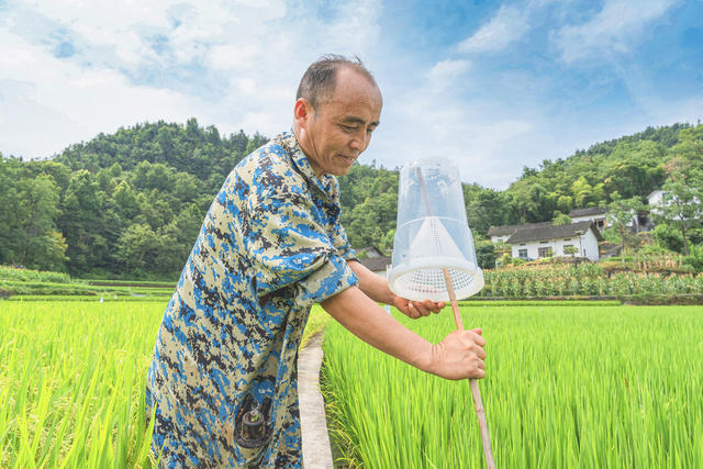 科技防虫生态护稻  吉首市为示范片稻田安插防虫诱捕器1000亩2000只