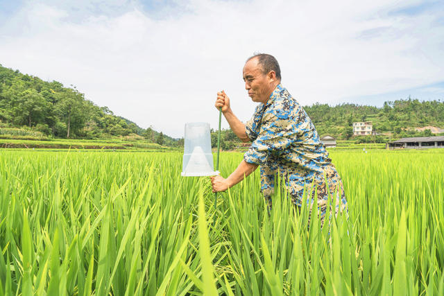 科技防虫生态护稻  吉首市为示范片稻田安插防虫诱捕器1000亩2000只