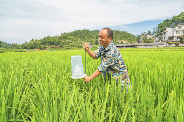科技防虫生态护稻  吉首市为示范片稻田安插防虫诱捕器1000亩2000只
