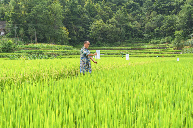 科技防虫生态护稻  吉首市为示范片稻田安插防虫诱捕器1000亩2000只