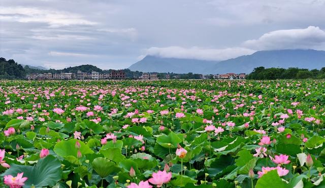 湖南  常宁  荷田  美景
