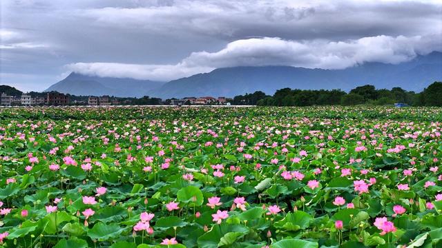 湖南  常宁  荷田  美景