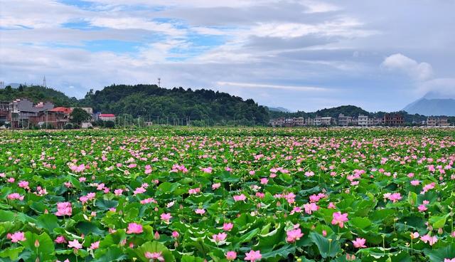 湖南  常宁  荷田  美景