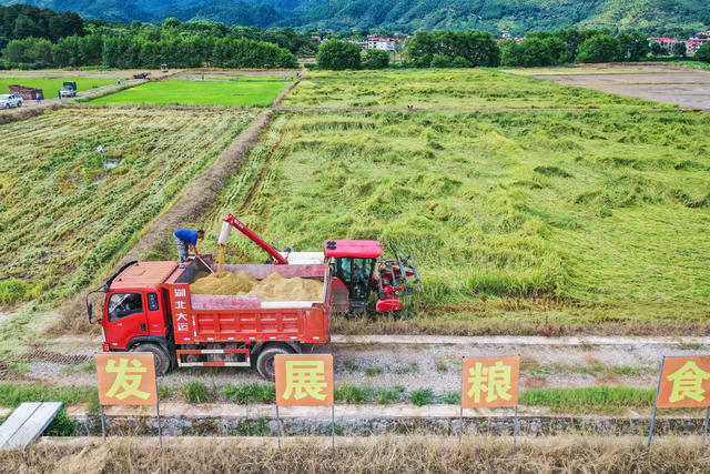 水稻 农业 抗灾 粮食 农机 抢收