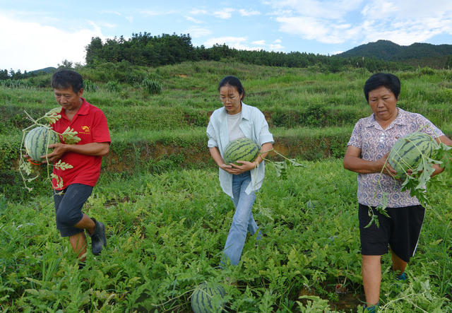 嘉禾：西瓜喜丰收   党员助农忙