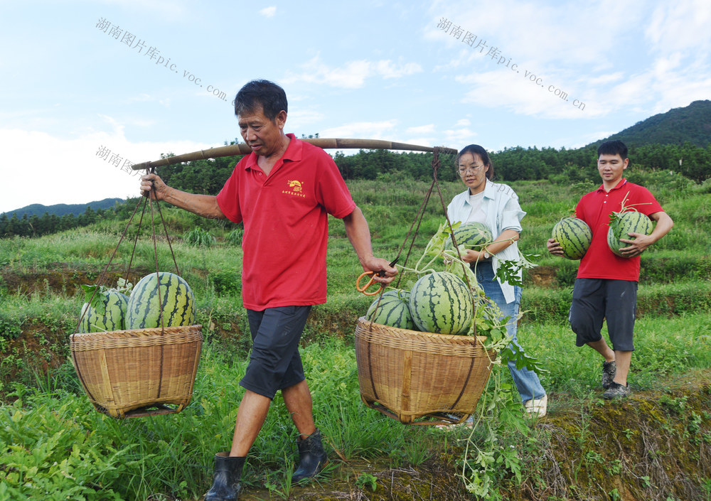 嘉禾：西瓜喜丰收   党员助农忙