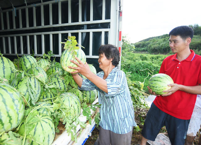 嘉禾：西瓜喜丰收   党员助农忙