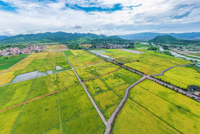 水稻 稻田 丰收 乡村 农村 风景 自然