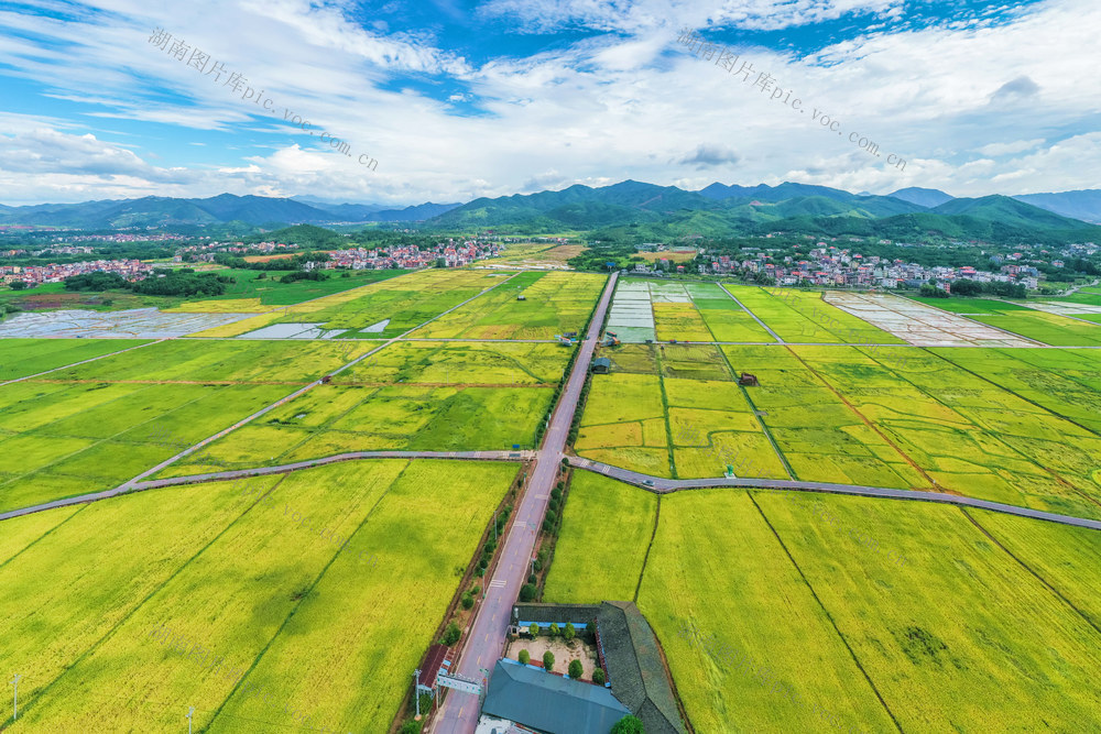 水稻 稻田 丰收 乡村 农村 风景 自然