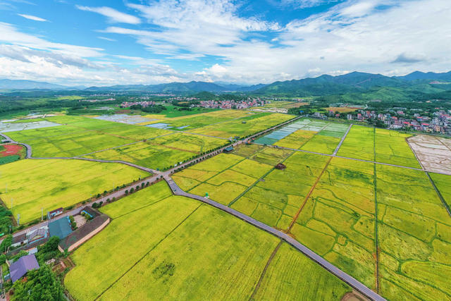 水稻 稻田 丰收 乡村 农村 风景 自然