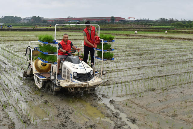 灾后稻田插秧忙