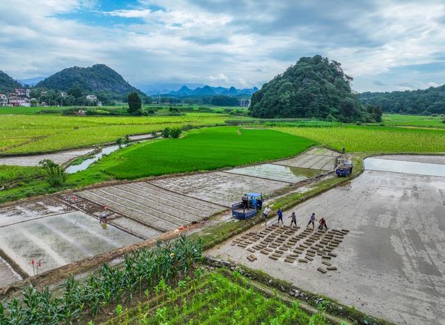 晚稻
道县
育秧
