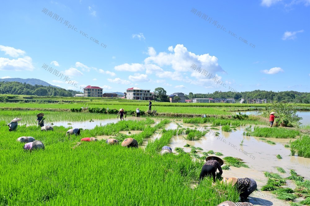 粮食生产  双抢  早稻  晚稻  丰收