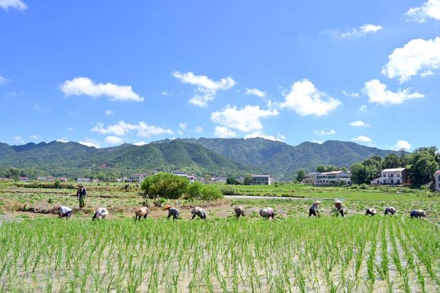 粮食生产  双抢  早稻  晚稻  丰收