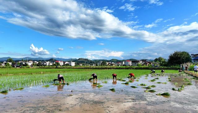 湖南  常宁  夏日 插秧