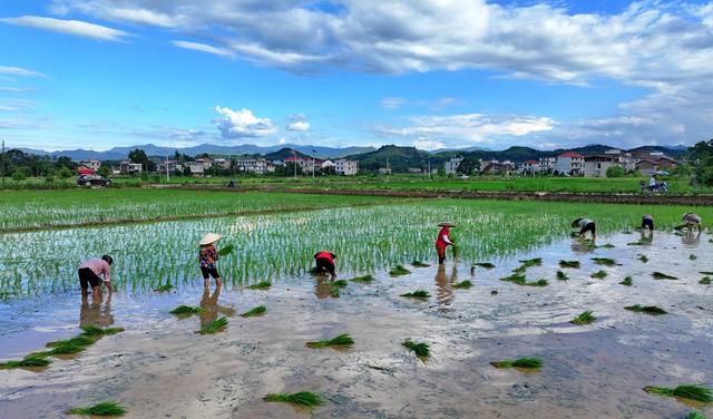 湖南  常宁  夏日 插秧