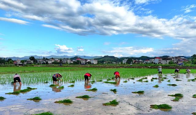 湖南  常宁  夏日 插秧