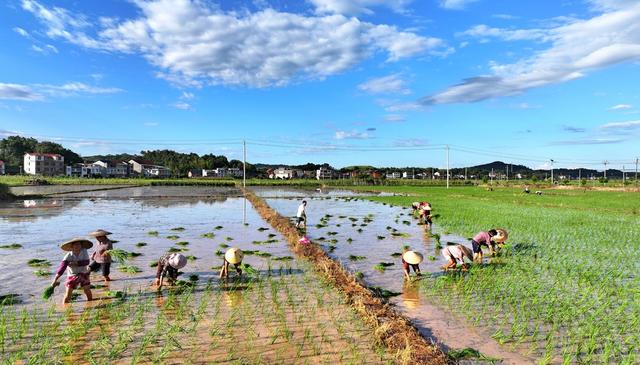 湖南  常宁  夏日 插秧