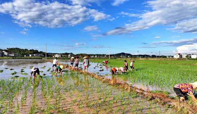 湖南  常宁  夏日 插秧