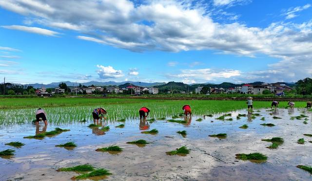 湖南  常宁  夏日 插秧