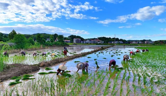 湖南  常宁  夏日 插秧