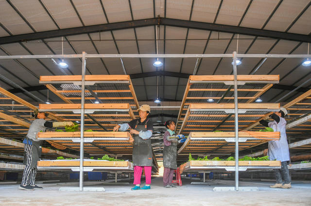 桑蚕
产业
道县