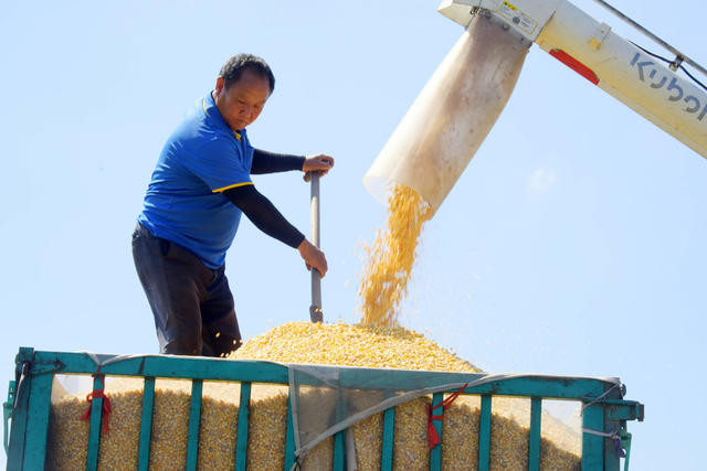 湖南  湖区  农业  玉米收获  河南省  农机服务  收割机  拖拉机  烘干车间