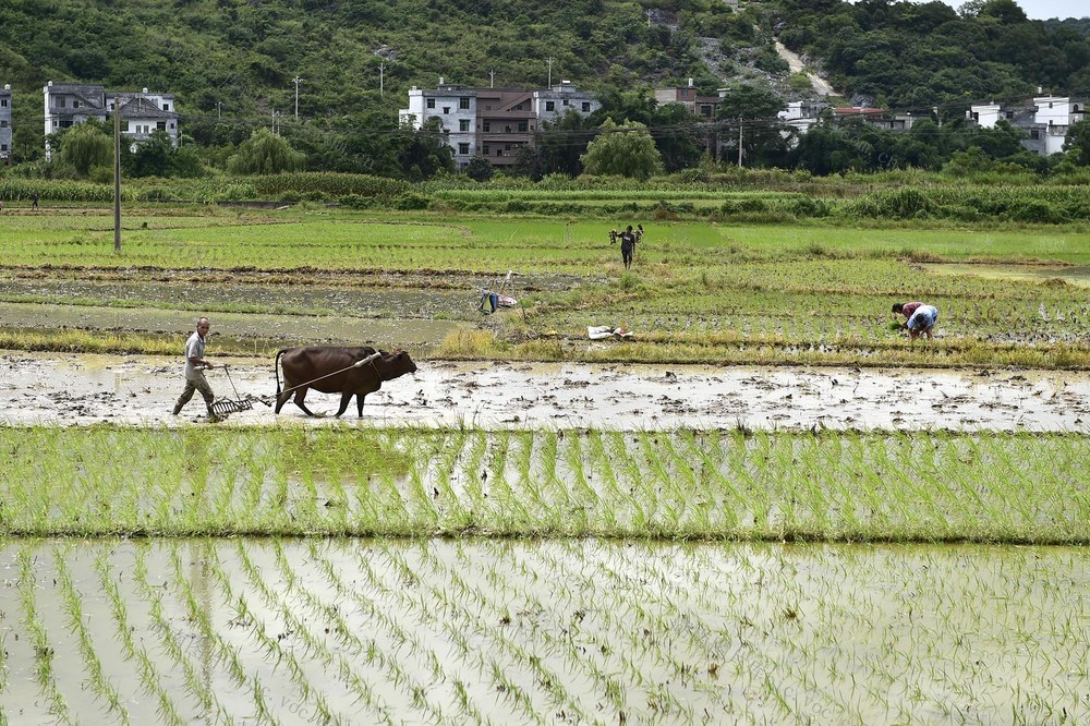 江永  盛夏  双抢  繁忙