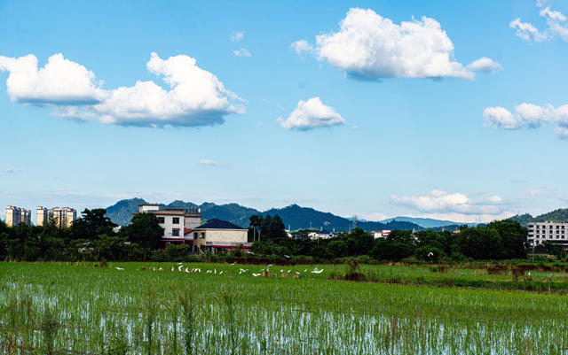 白鹭    耕田机    生态环境  和谐