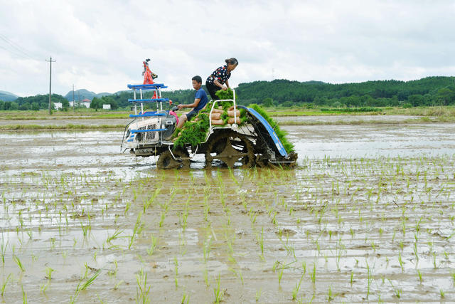  晚稻插秧忙